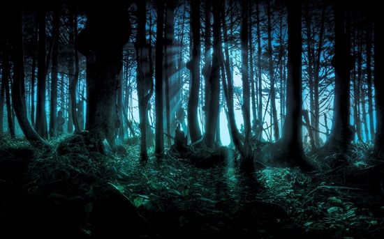 森林通关攻略：探索神秘领域，掌握生存之道